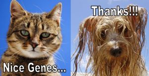 WIG DNA Header Photo