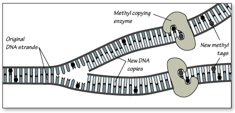 methyl tags in epigenetics