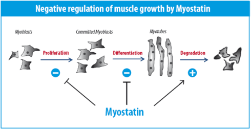 the myostatin regulation pathway